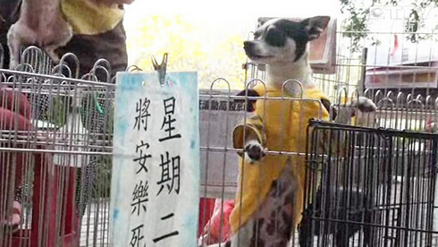 吉娃娃苦等主人3天 12夜安乐死倒数前终获救