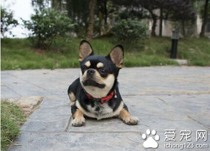 吉娃娃看美女上错车 50天后胖三斤回家