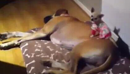 吉娃娃和它的丹麦猎犬软床 两只有爱相拥而眠