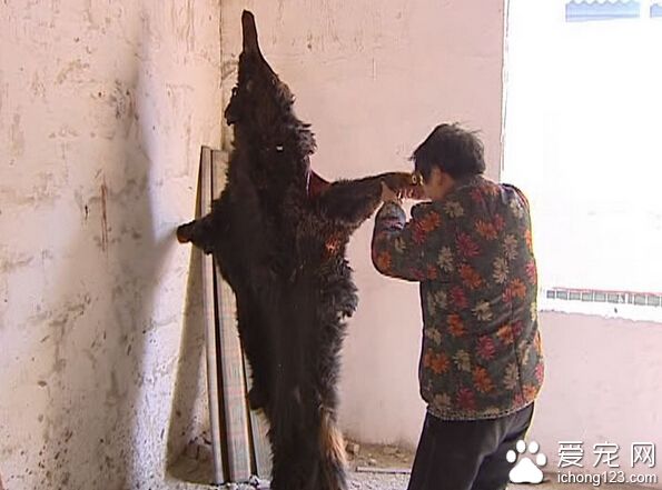 藏獒突然发狂咬主人 被警察开4枪击毙