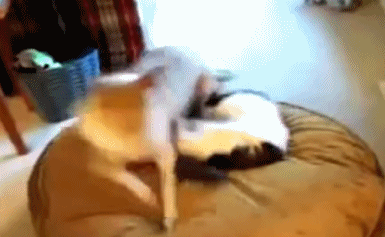 虽然这是你的床但是现在被本大王征用了