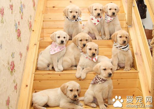 拉布拉多适合家养吗 日常没有什么特殊要求