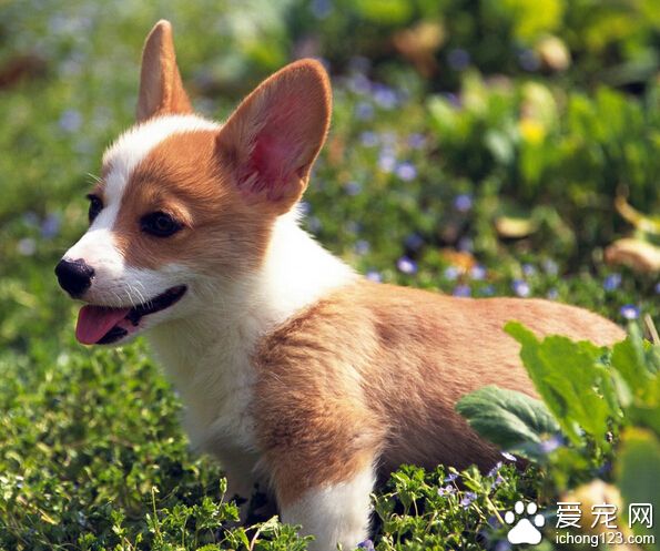 狗狗肠胃炎吃什么 分析严重程度选治疗方案