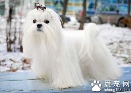 适合家养的小宠物 小型犬是很棒的家养宠物