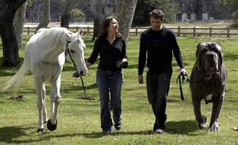 马士提夫犬多少钱 国内很少一般都要预订