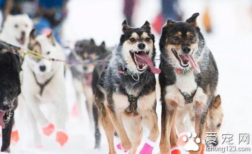 暖冬的尴尬 美国阿拉斯加雪橇犬竞赛改道