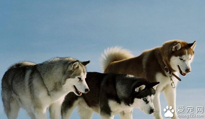 冰天雪地中阿拉斯加雪橇犬走失 2周后奇迹寻回