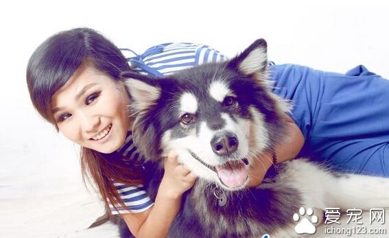 阿拉斯加犬会识数钻圈认钱样样行 还给主人“留”骨头