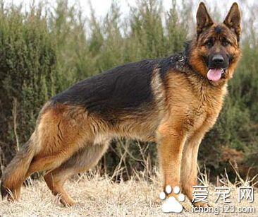 德国牧羊犬多少钱一只 价格比较高