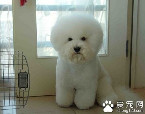 贪吃比熊犬咬伤邻居 狗狗伤人后的正确处理