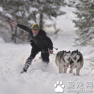 哈士奇跟主人一起参加狗拉雪橇大赛