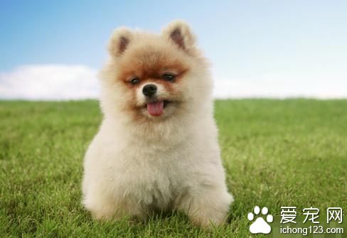 博美犬生活训练四指南 让它们养成良好的生活习惯