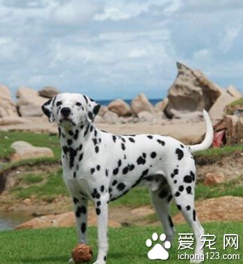 大麦町犬耐热程度 是最耐热的狗狗之一