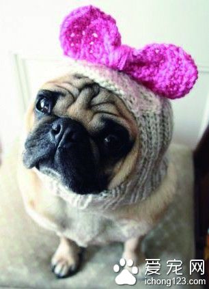 女大学生创办了一家专门给巴哥犬织帽子的公司