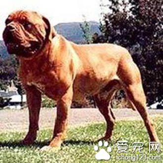 如何挑选斗牛马士提夫犬 身体越坚实越好