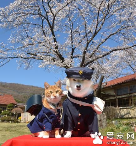有爱的猫咪和它的好朋友柴犬环游日本之旅