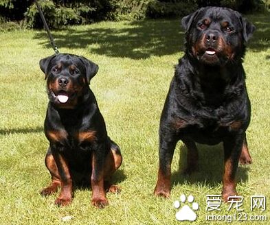 罗威纳犬体味 注意口腔的清洁