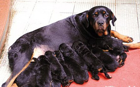 3岁罗威纳犬六小时成功生下十三只幼仔