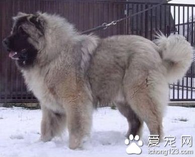 高加索犬吃什么 多喂富含蛋白质的饲料