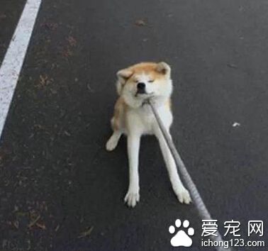 一岁还垂着耳朵的秋田 感觉萌萌哒