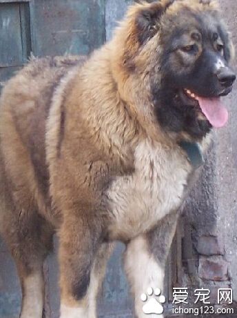 老年高加索犬的仍需加倍护理