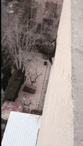 喵星人真的有九条命？！