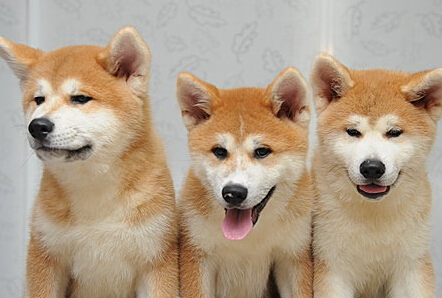 秋田犬小白虎 婴儿宝贝卖萌最可爱