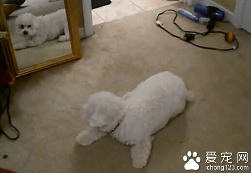 可爱比熊犬照镜子与自己“大战” 战况激烈