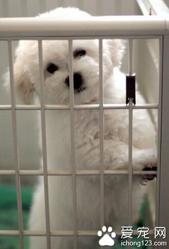 因为一只比熊犬 多年好邻居差点翻了脸