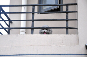 小夫妻通宵睡的沉 比熊犬“嘟嘟”火灾救主