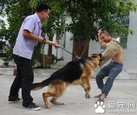 训练狗狗扑咬 扑咬有风险主人需谨慎