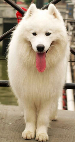 爱吃狗肉竟偷狗吃 万元萨摩进肚