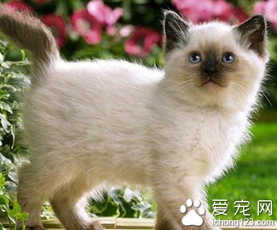 巴厘猫喜叫程度 是不会经常喊叫的