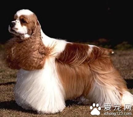 可卡好养吗 每天需要较大量的活动