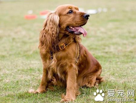 可卡犬掉毛么 可卡掉毛比较严重