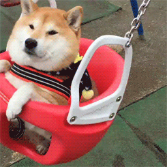 吼吼吼 我要飞高高