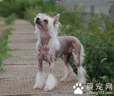 怎么挑冠毛犬 中国冠毛犬的品种比较繁多