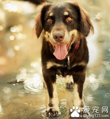 孕妇可以养狗吗 平时生活中要讲究卫生