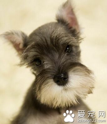 雪纳瑞吃什么 选购正规的天然狗粮