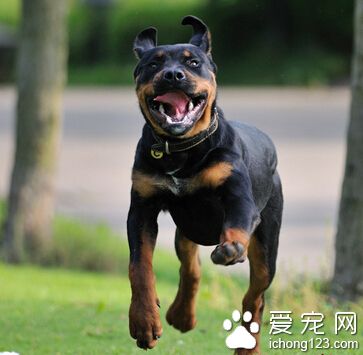 罗威纳犬缺点 对主人依赖性太高