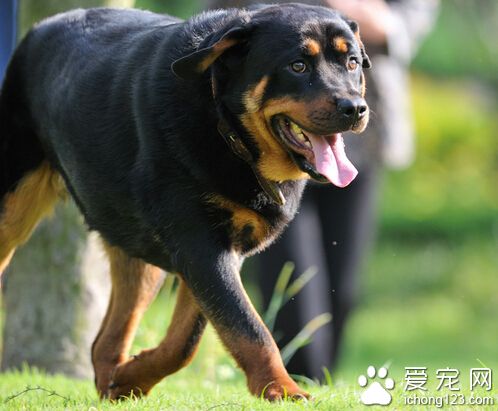 你对罗威纳犬了解多少呢 罗威纳犬的品种优势