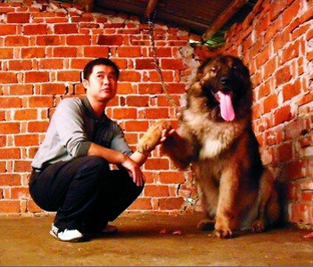 主人为纯种高加索的帅狗公开“征婚”