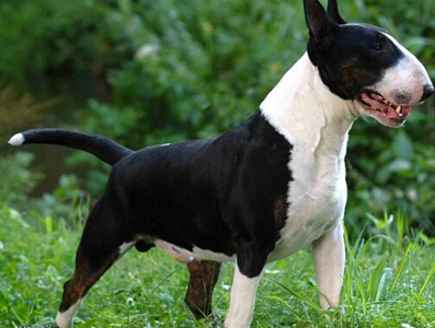 牛头梗怎么养 幼犬饭量极大吃的速度很快