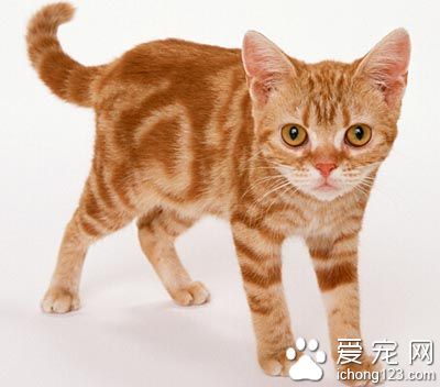 怎样训练猫咪用马桶 注意方法和技巧