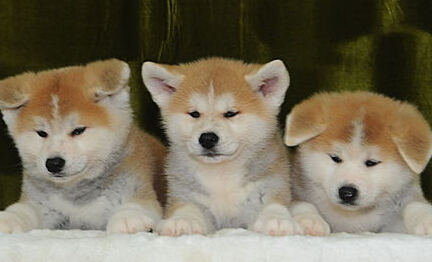 秋田犬小白虎 婴儿宝贝卖萌最可爱