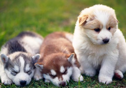 训练狗狗打滚 需要经过长期的练习