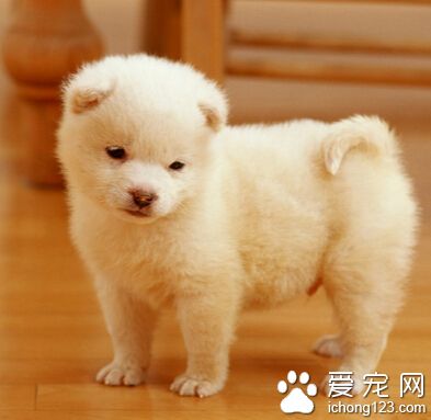 狗狗吃什么感冒药 注意平常的饮食健康