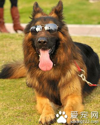 德国牧羊犬好养么 制定科学的饮食计划