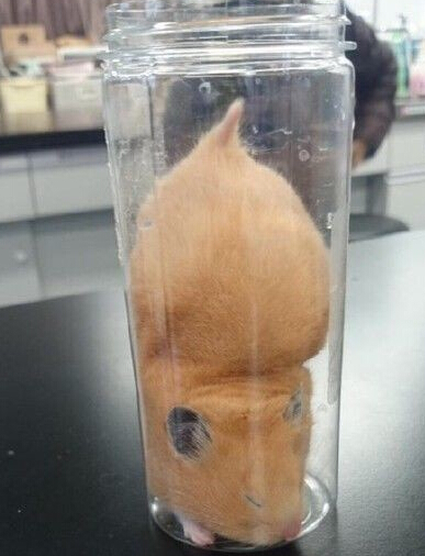 也是个没心没肺的玩意