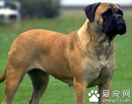 斗牛马士提夫犬多少钱 非纯种的会比较便宜